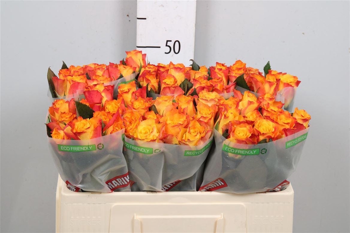 <h4>R Gr Marie-claire!</h4>