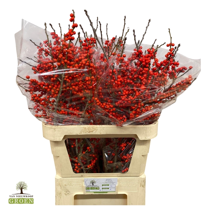 <h4>ILEX VE RODE BES</h4>