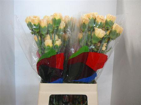 <h4>Di St Crimea</h4>