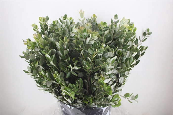 <h4>Pittosp Ralphi Leaves 400gr P Bunch</h4>