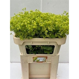 Alchemilla Robustica Ex 70cm