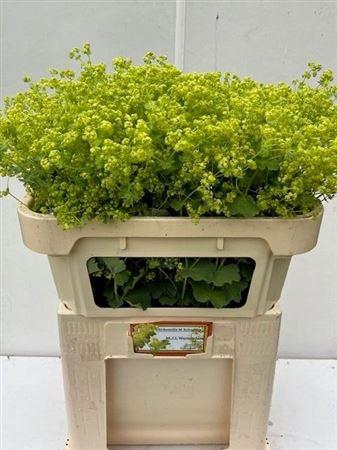 <h4>Alchemilla Robustica 70cm Ex</h4>