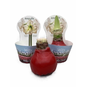 HIPPEASTRUM-HYBRID p14