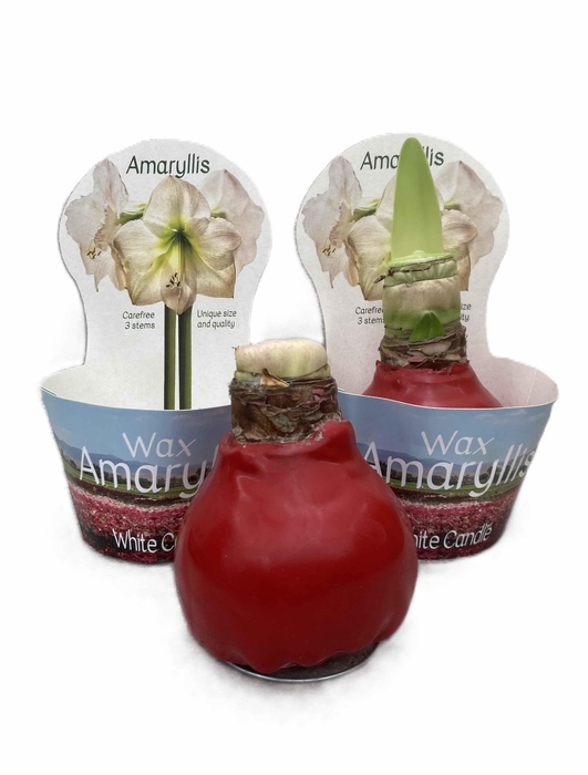 <h4>HIPPEASTRUM-HYBRID p14</h4>