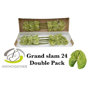 ANTH A GRAND SLAM 24 Double Pack