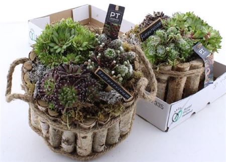 <h4>Arr Sempervivum</h4>