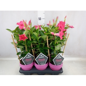 Mandevilla  'Sundavil Pink'