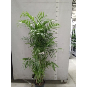 Chamaedorea seifrizii