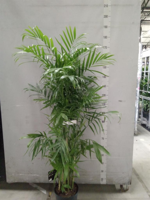 <h4>Chamaedorea seifrizii</h4>