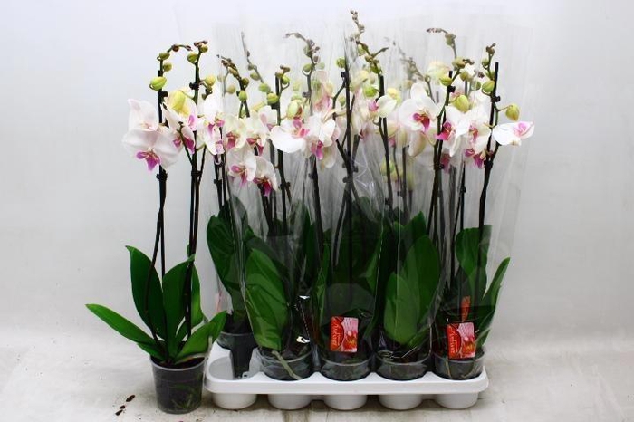 <h4>PHAL RED LIPS</h4>