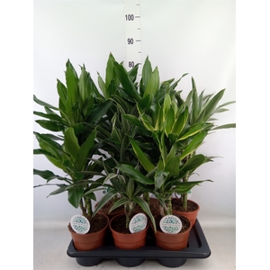 Dracaena fr de   ...