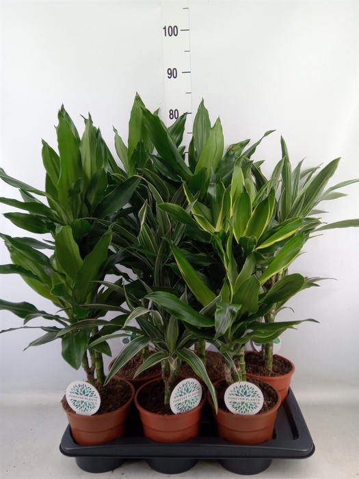 <h4>Dracaena fr de   ...</h4>