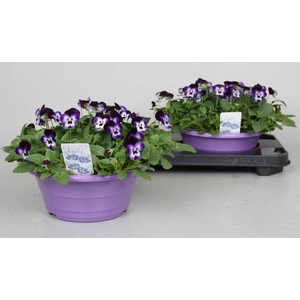 VIO CO D VIOLET BLUE