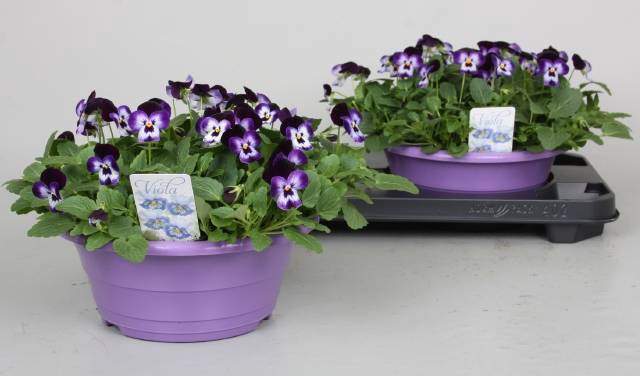 <h4>VIO CO D VIOLET BLUE</h4>