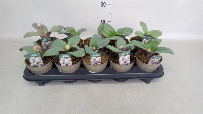 Alcea rosea 'Scarlett OHara'