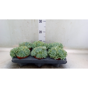 Echeveria elegans