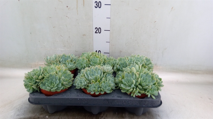 <h4>Echeveria elegans</h4>
