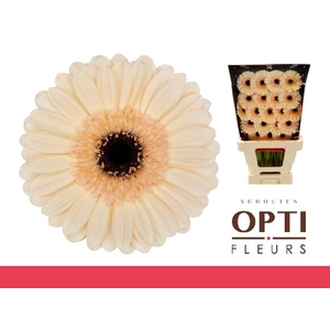 GE MI MINDSET-Diamond*60