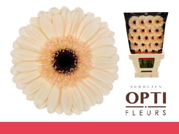 <h4>GE MI MINDSET-Diamond*20</h4>