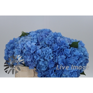 Hydrangea hilde moorhof