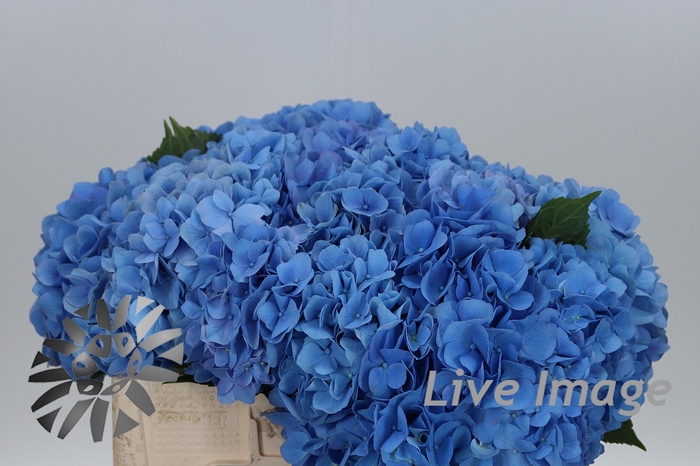 <h4>Hydrangea hilde moorhof</h4>