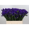 Limonium Navy Sun Birds