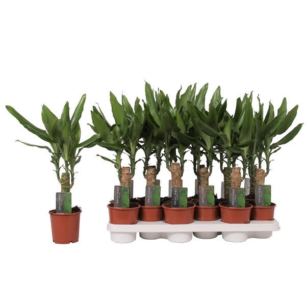 <h4>Dracaena Steudneri Green, 11 cm pot</h4>