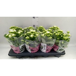 Kalanchoe  'RoseFlow Greta'