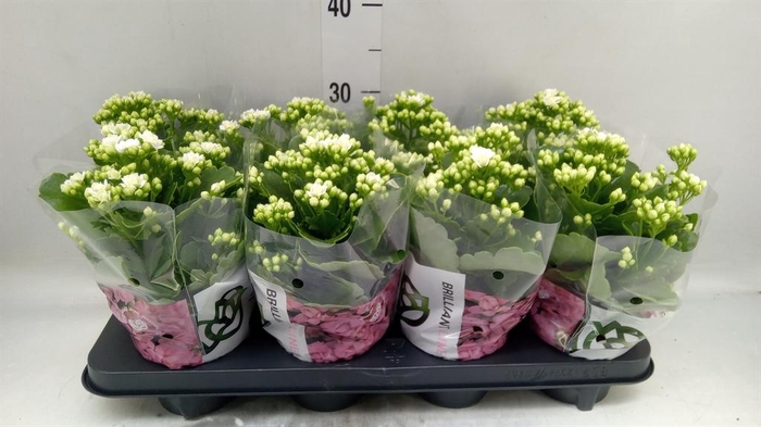 <h4>Kalanchoe  'RoseFlow Greta'</h4>