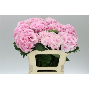 Hyd Lolly Pop Pink Pale