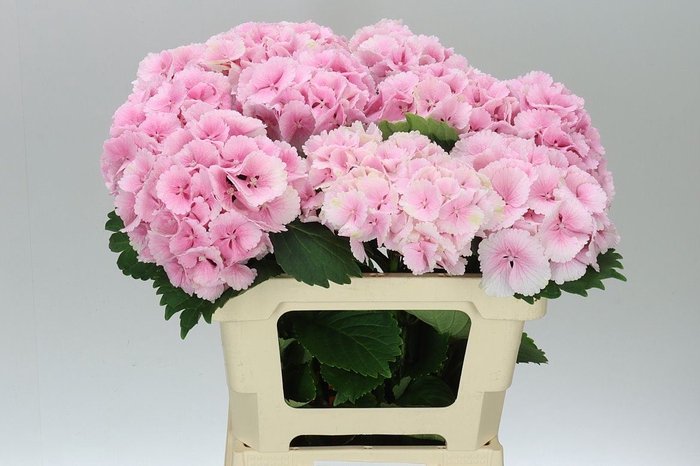 Hyd Lolly Pop Pink Pale