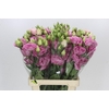 Eustoma Du Rosita Pink