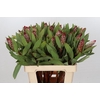 Protea Robijn