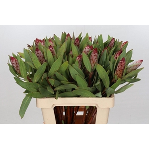 Protea Robijn