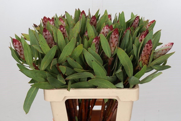 Protea Robijn