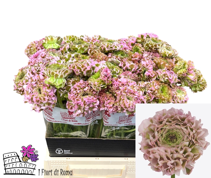 <h4>RAN PON PON CANDY</h4>