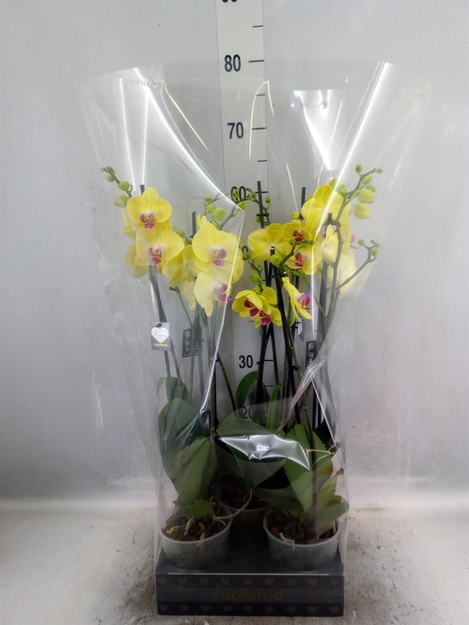 Phalaenopsis   ...yellow