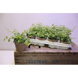 arr8 Fic Pu White Sunny