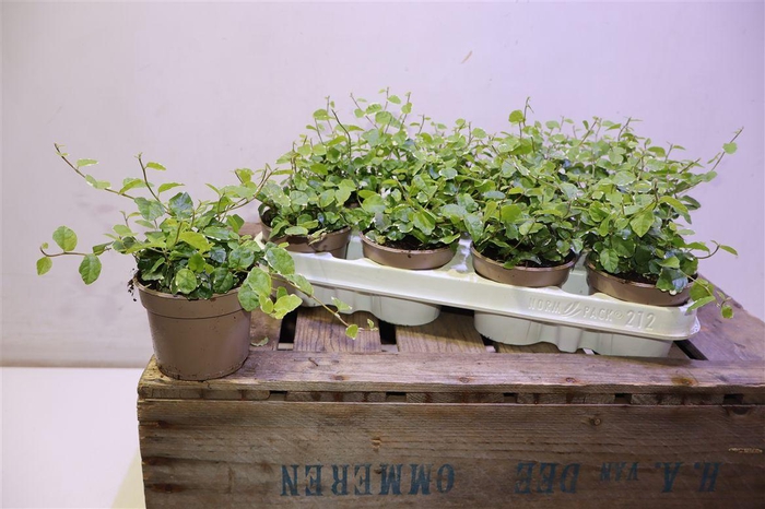 <h4>arr8 Fic Pu White Sunny</h4>