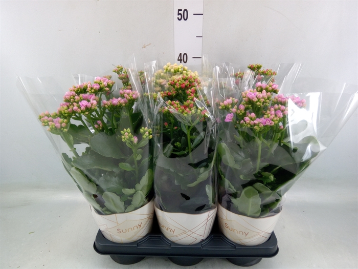 <h4>Kalanchoe   ...</h4>