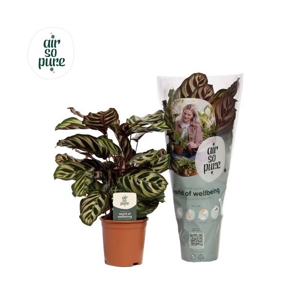 <h4>Calathea makoyana</h4>