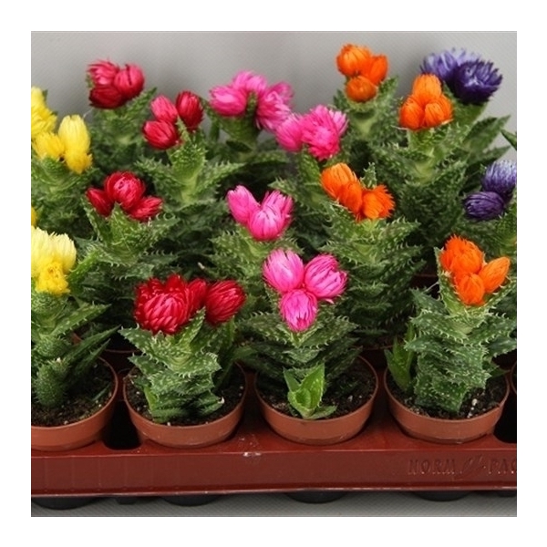 <h4>Aloe squarrosa Sier met etiket</h4>