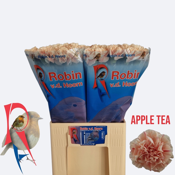 <h4>Dianthus st Apple Tea</h4>