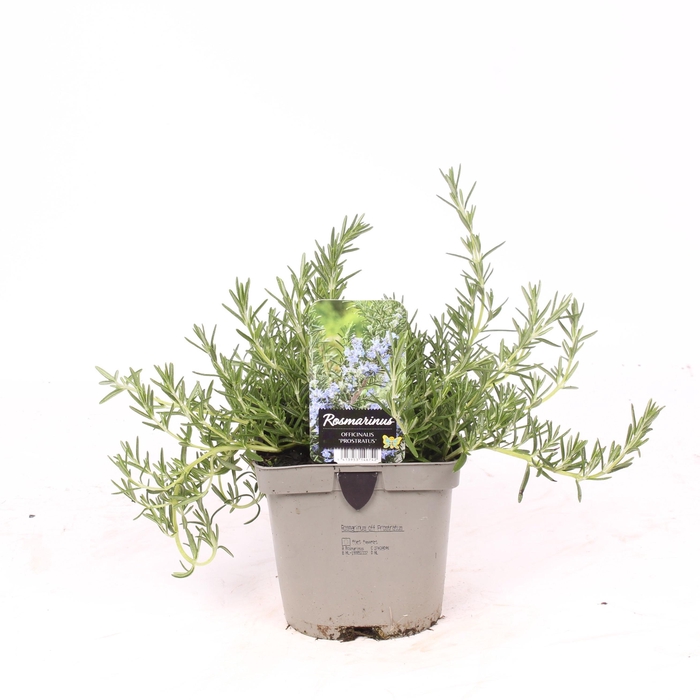 <h4>Rosmarinus officinalis 'Prostratus'</h4>