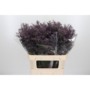 Lim Safora Dark Blue