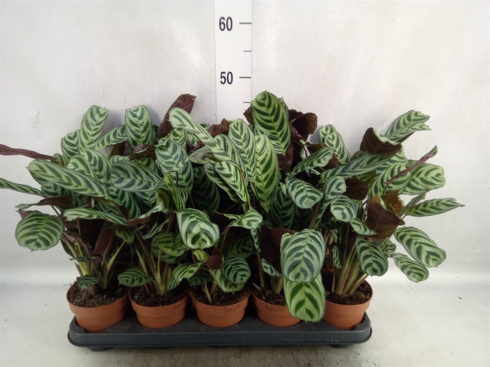 <h4>Ctenanthe burle-marxii</h4>