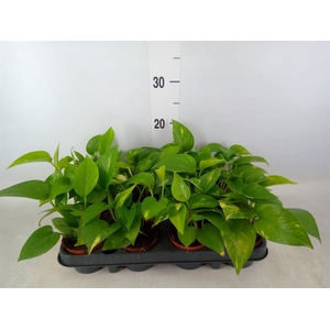 Scindapsus pictus 'Silvery Ann'