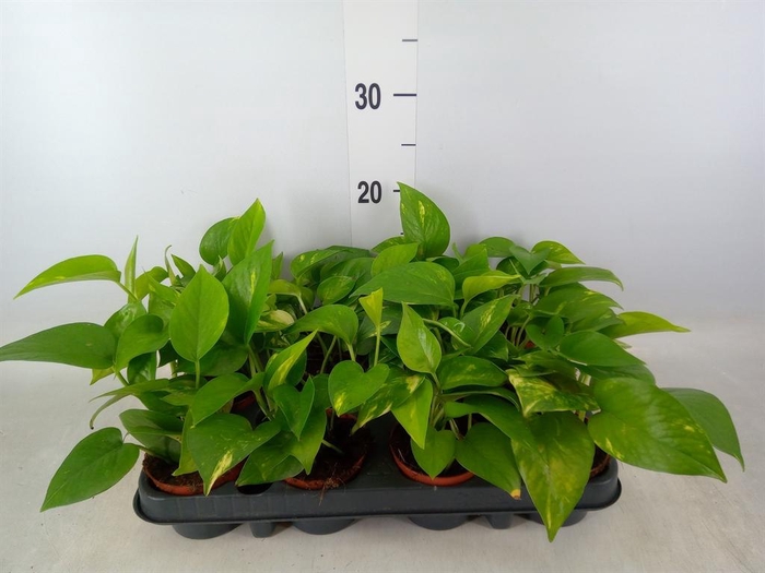 <h4>Scindapsus pictus 'Silvery Ann'</h4>