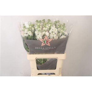 Matth Iron White