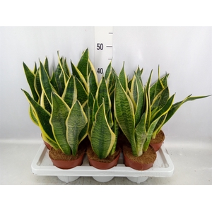 Sansevieria trifa. 'Futura Superba'